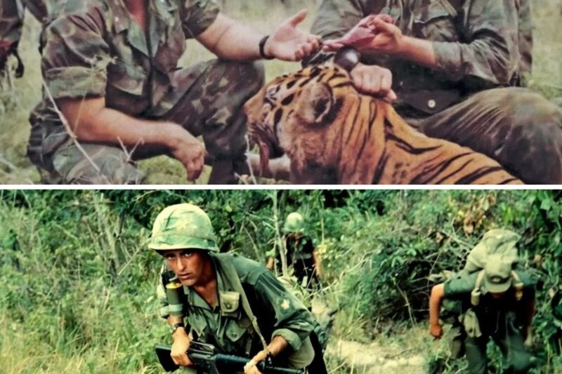 Vietnam’s most DANGEROUS Wild Life for US Soldiers! 