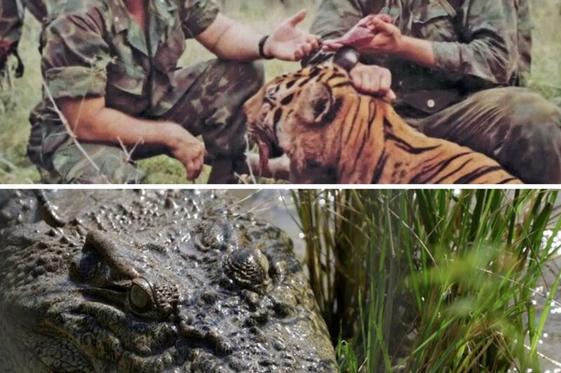Vietnam’s most DANGEROUS Wild Life for US Soldiers!