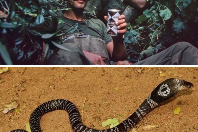 Vietnam’s most DEADLY snakes for U.S Soldiers! 